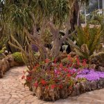 הגן האקזוטי של מונקו – Jardin Exotique de Monaco