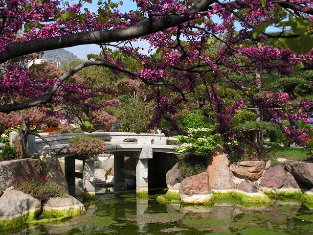 פריחת הדובדבן בגן היפני במונקו